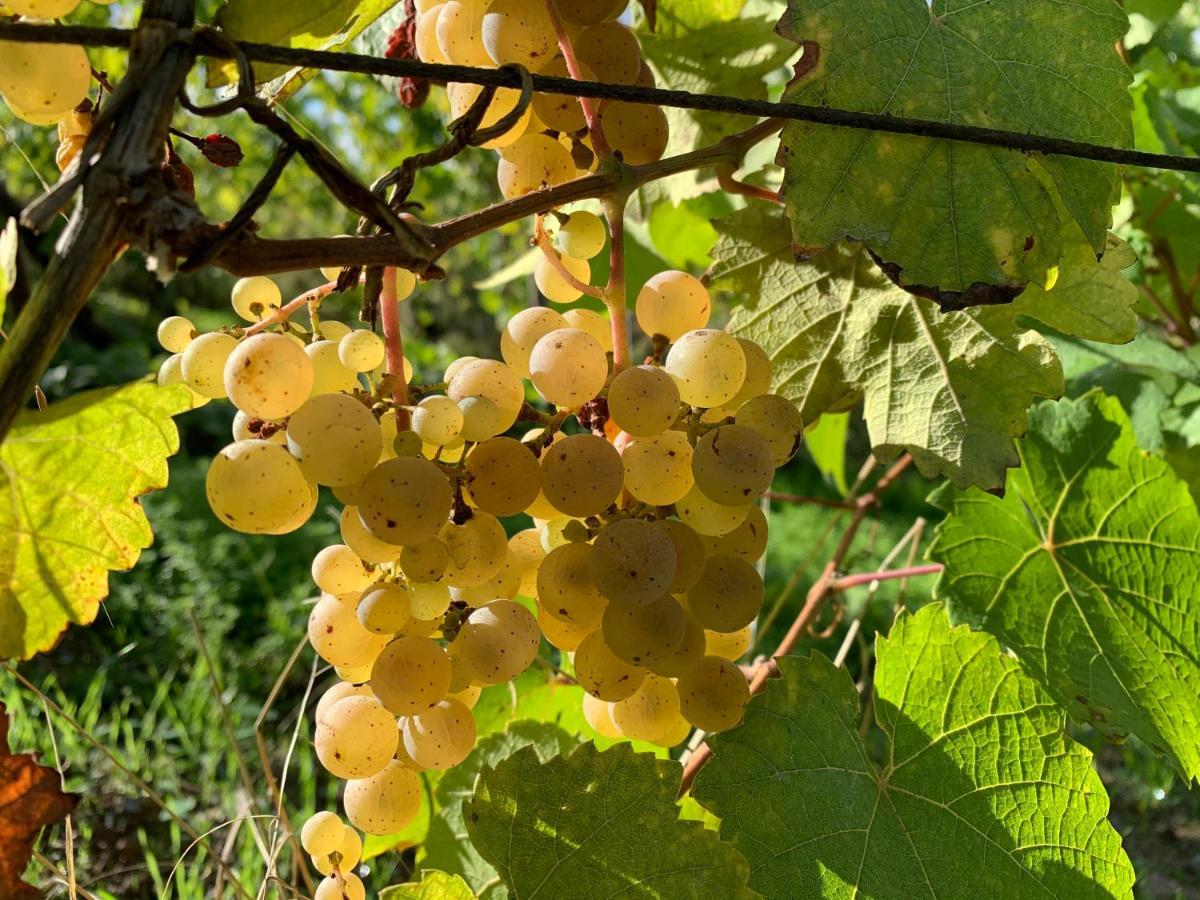 Zur Alten Rebe Ferienhaus Und Weingut 孔茨 外观 照片