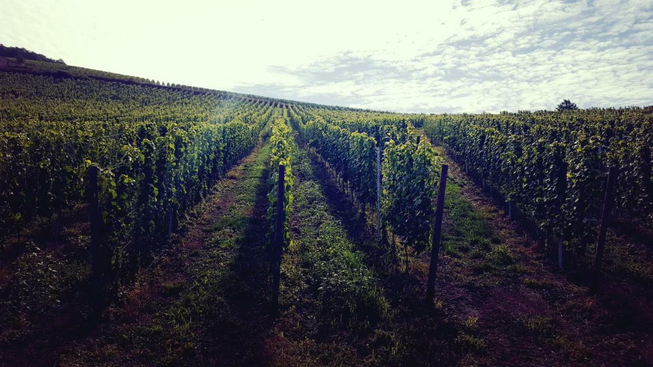 Zur Alten Rebe Ferienhaus Und Weingut 孔茨 外观 照片